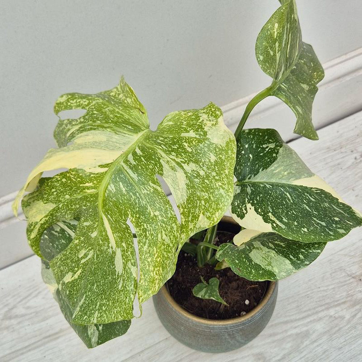 20 8211 30cm Starlight Thai Constellation Monstera Cheese Plant (Choose Your Own Plant) 12cm Pot A (12cm Pot)