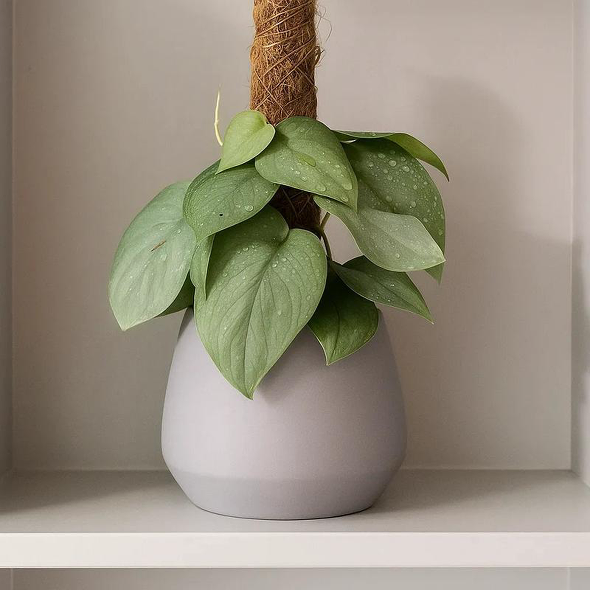 35 8211 45cm Scindapsus Silver Hero On Mosspole Pothos 14cm Pot House Plant
