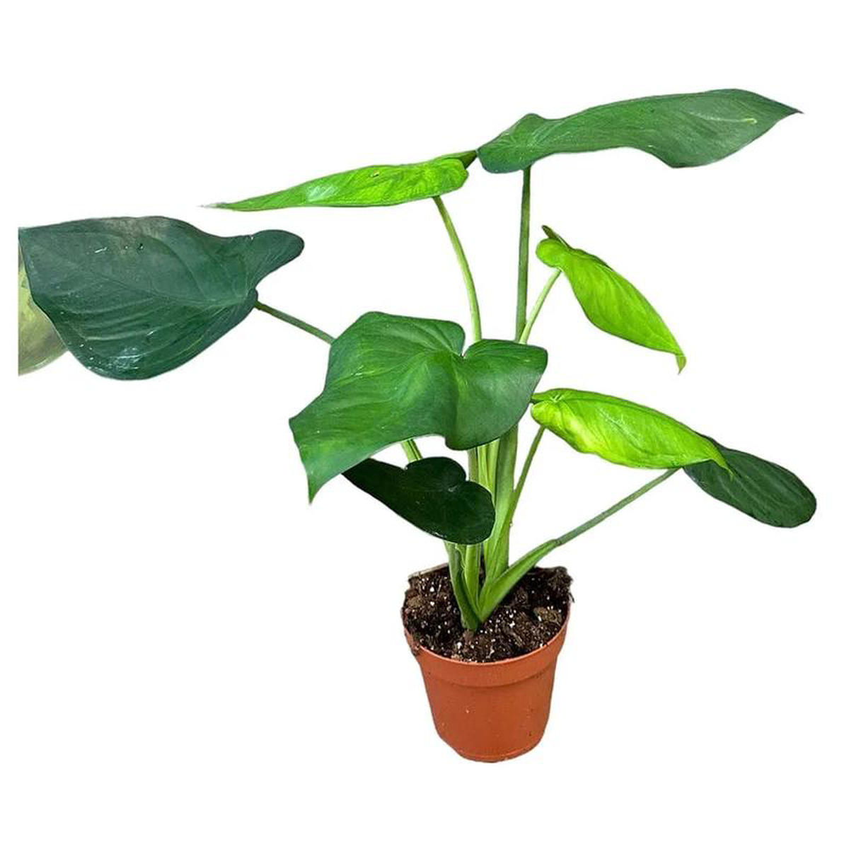 40 cm Syngonium Chiapense House Plant 19 cm Pot