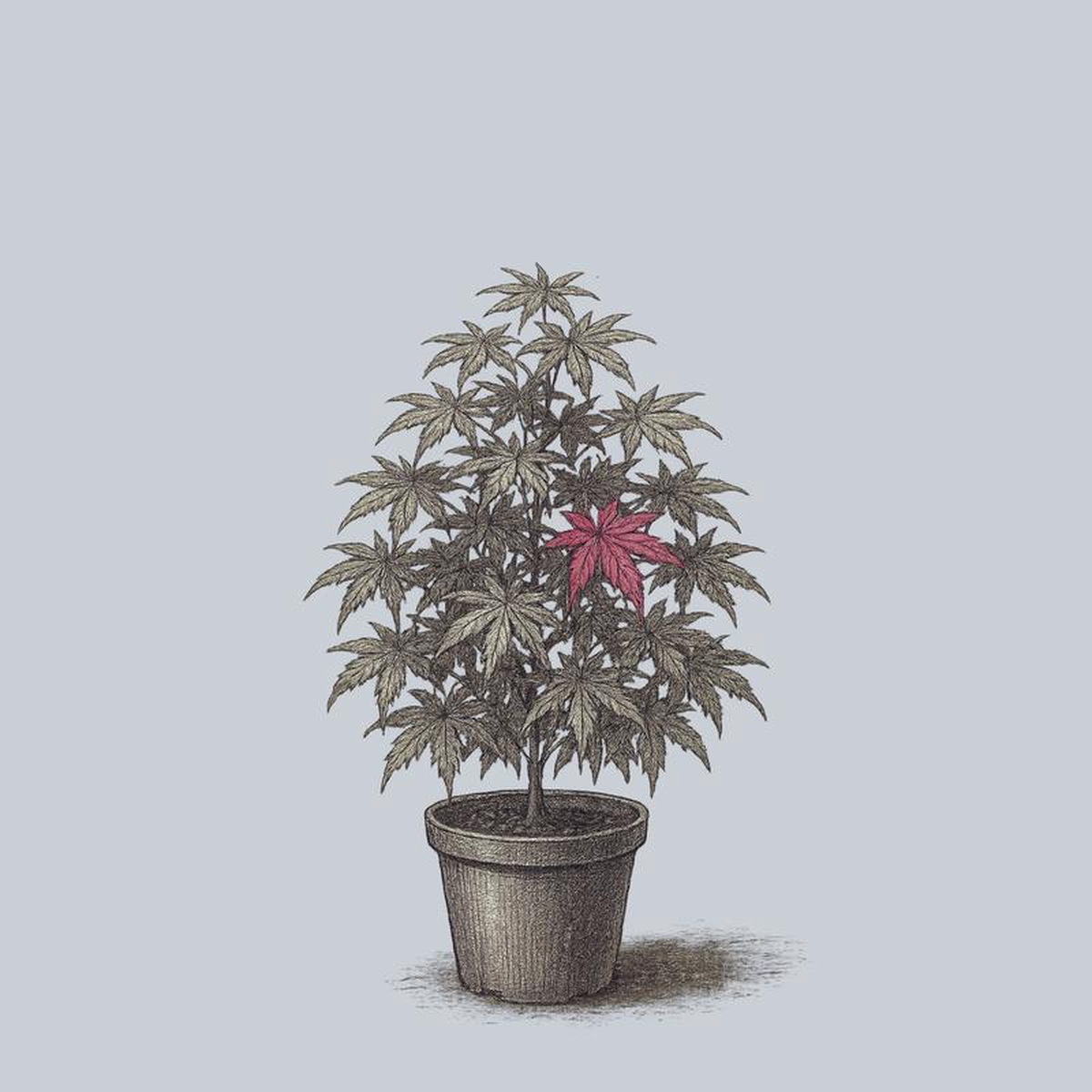 Amagi Shigure Japanese Maple 20 Gallon
