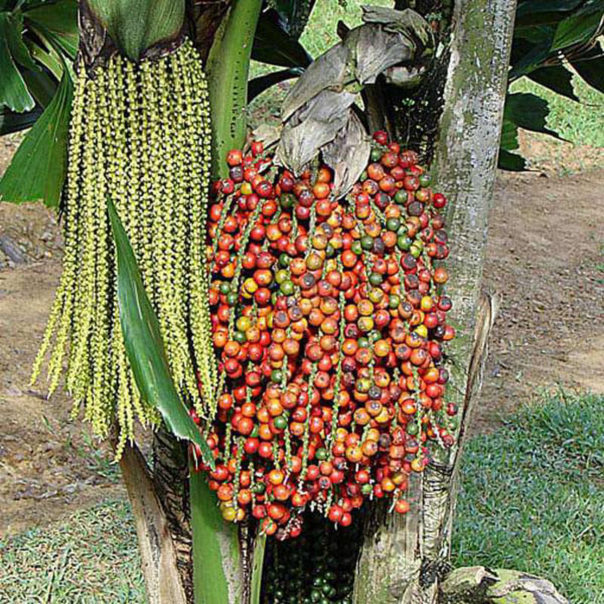 Caryota Urens Fish Tail Palm 8211 05 kg Seeds