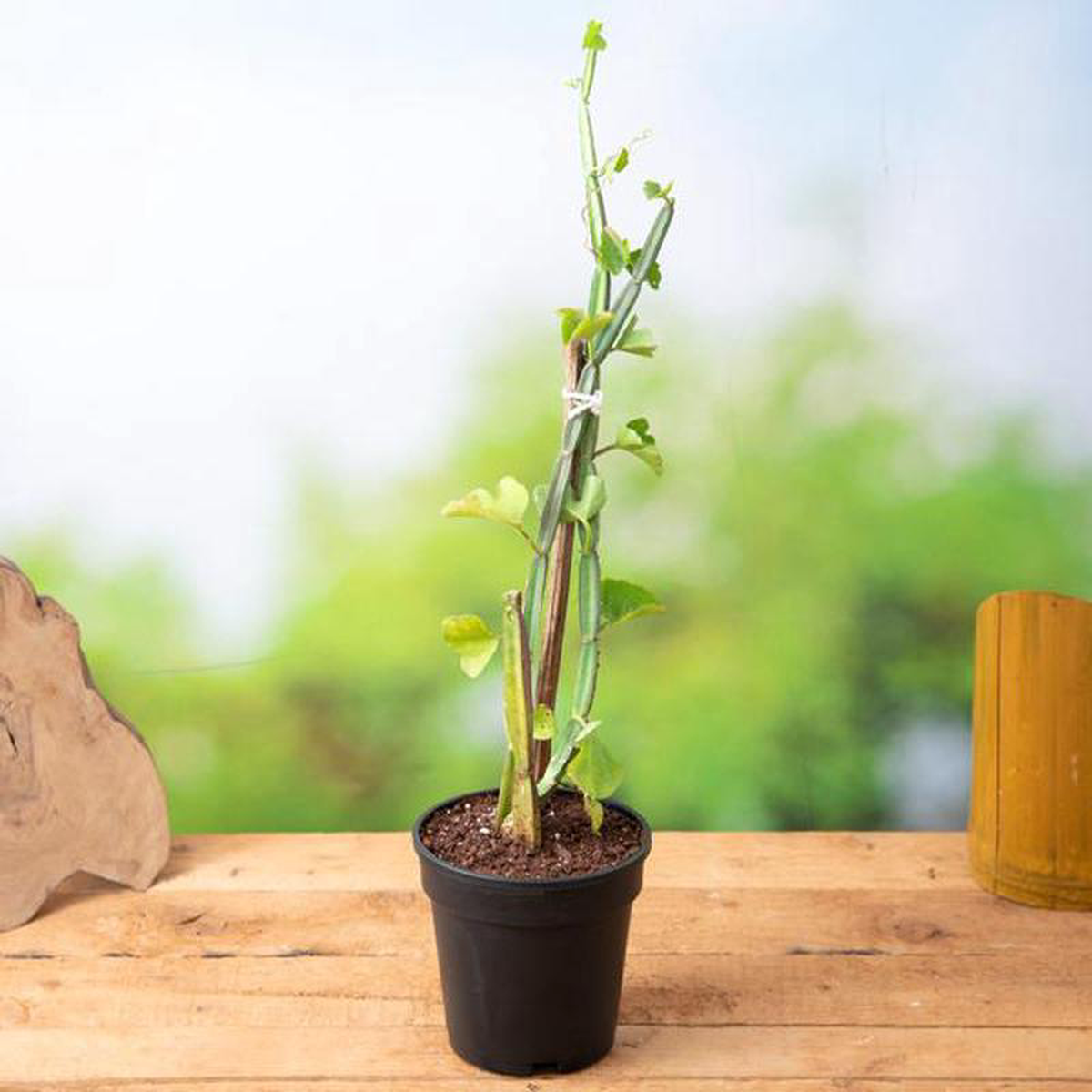 Cissus Quadrangularis Hadjod 8211 Plant