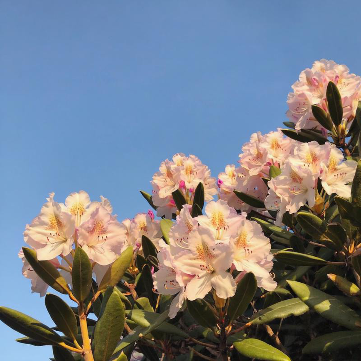 Crete Rhododendron 2 Gallon