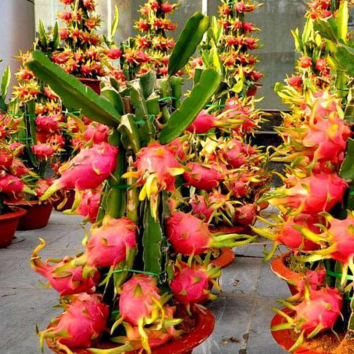 Dragon Fruit 8211 10 Seeds