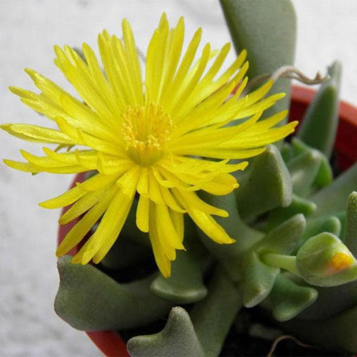 Elkhorn Rhombophyllum dolabriforme 8211 Succulent Plant