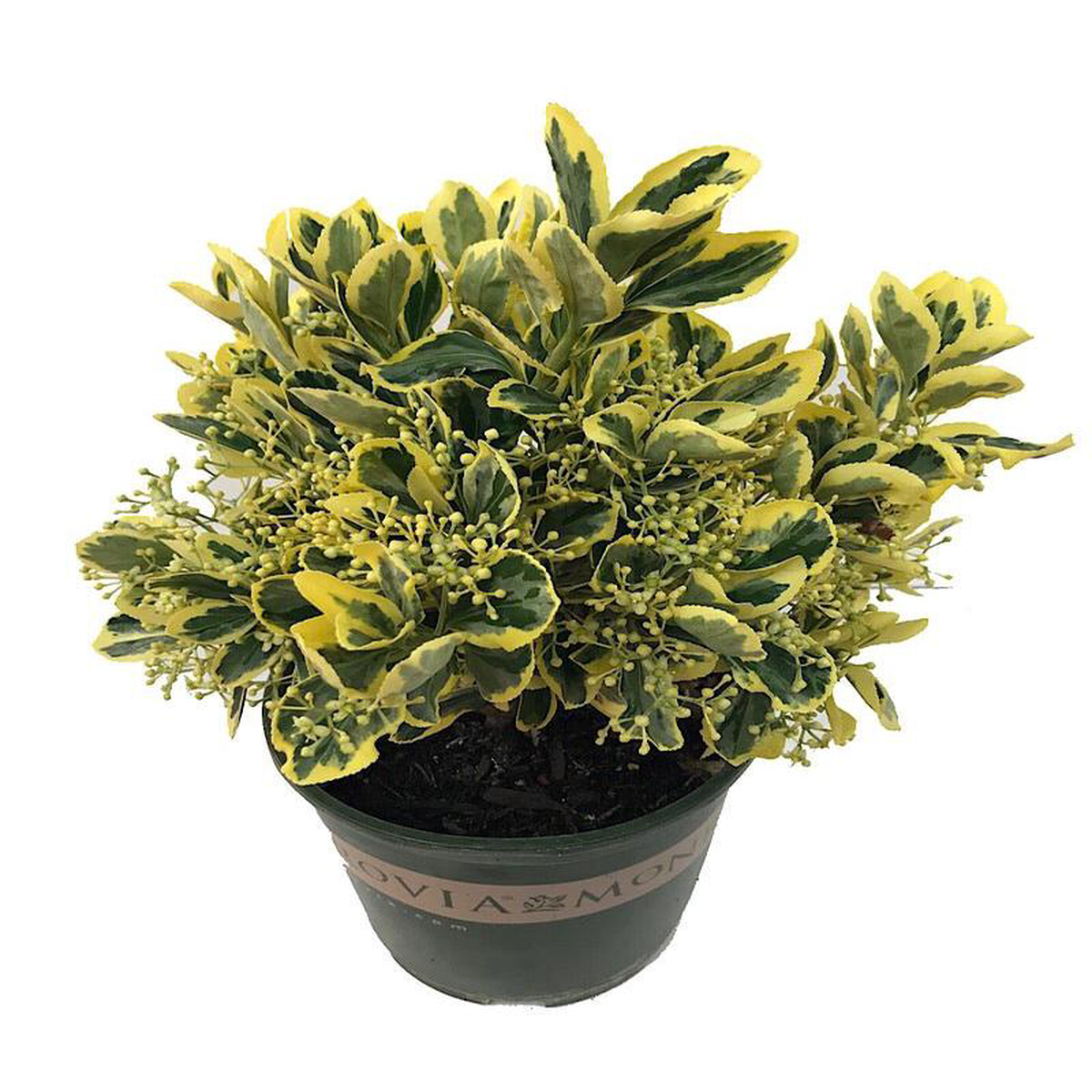 Euonymus japonicus 8216Chollipo8217 1 gal