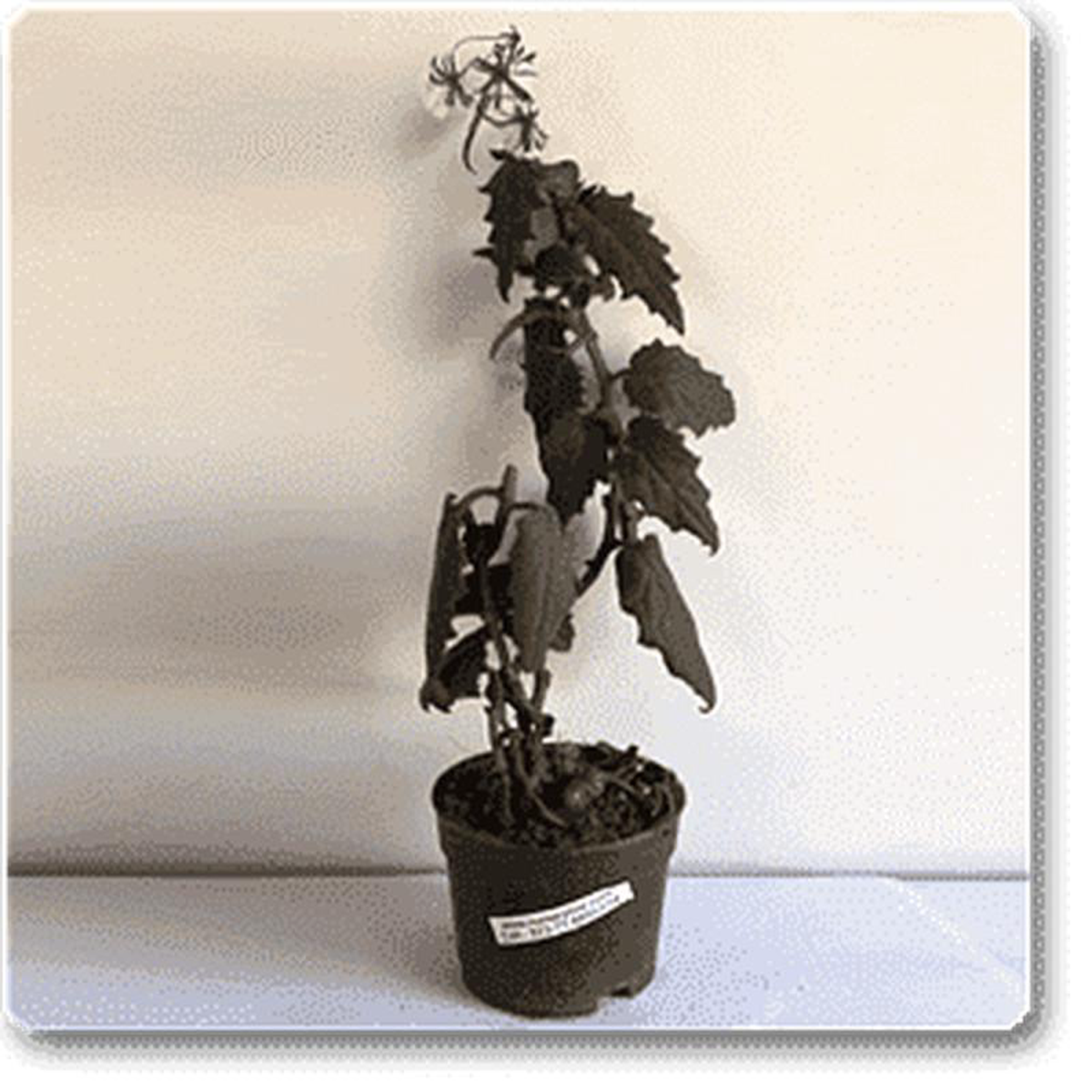 Giant Rhubarb Gunnera 8211 Plant