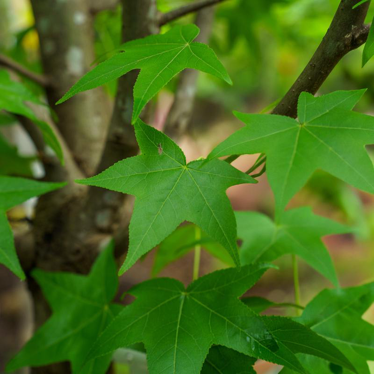 Happidaze Sweetgum 2 inch B038B