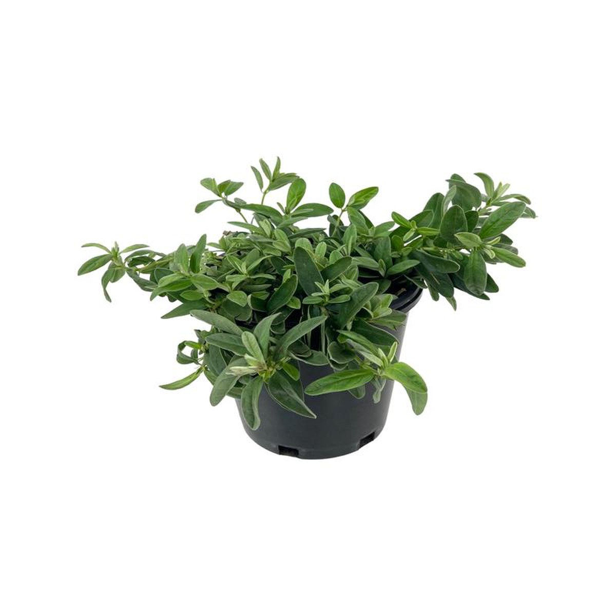 Helianthemum 8216Henfield Brilliant8217 1 Gallon