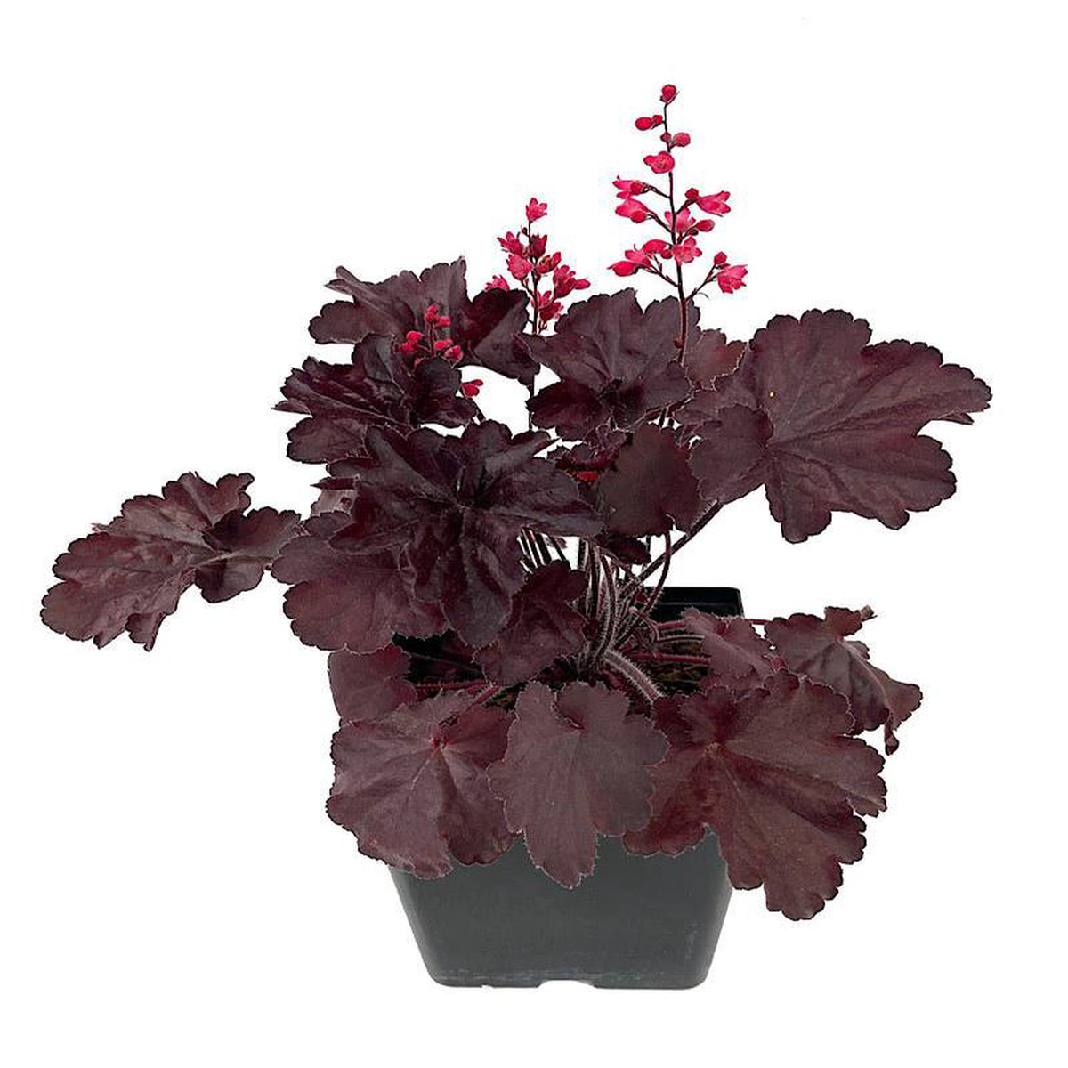 Heuchera 8216Black Forest Cake8217 Quart