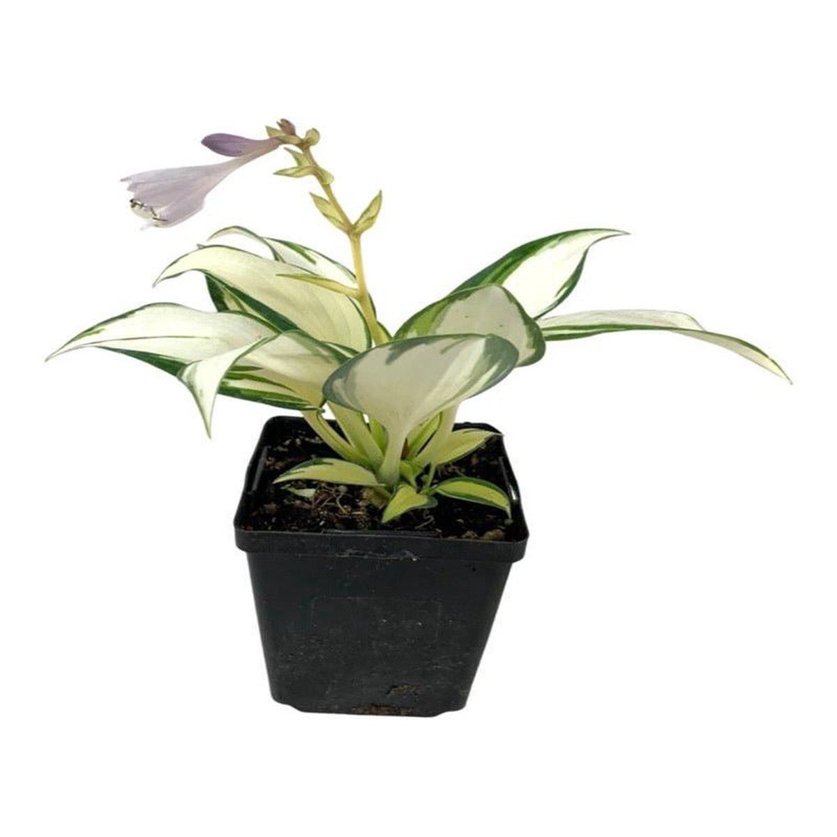 Hosta 8216Remember Me8217 4 Inch
