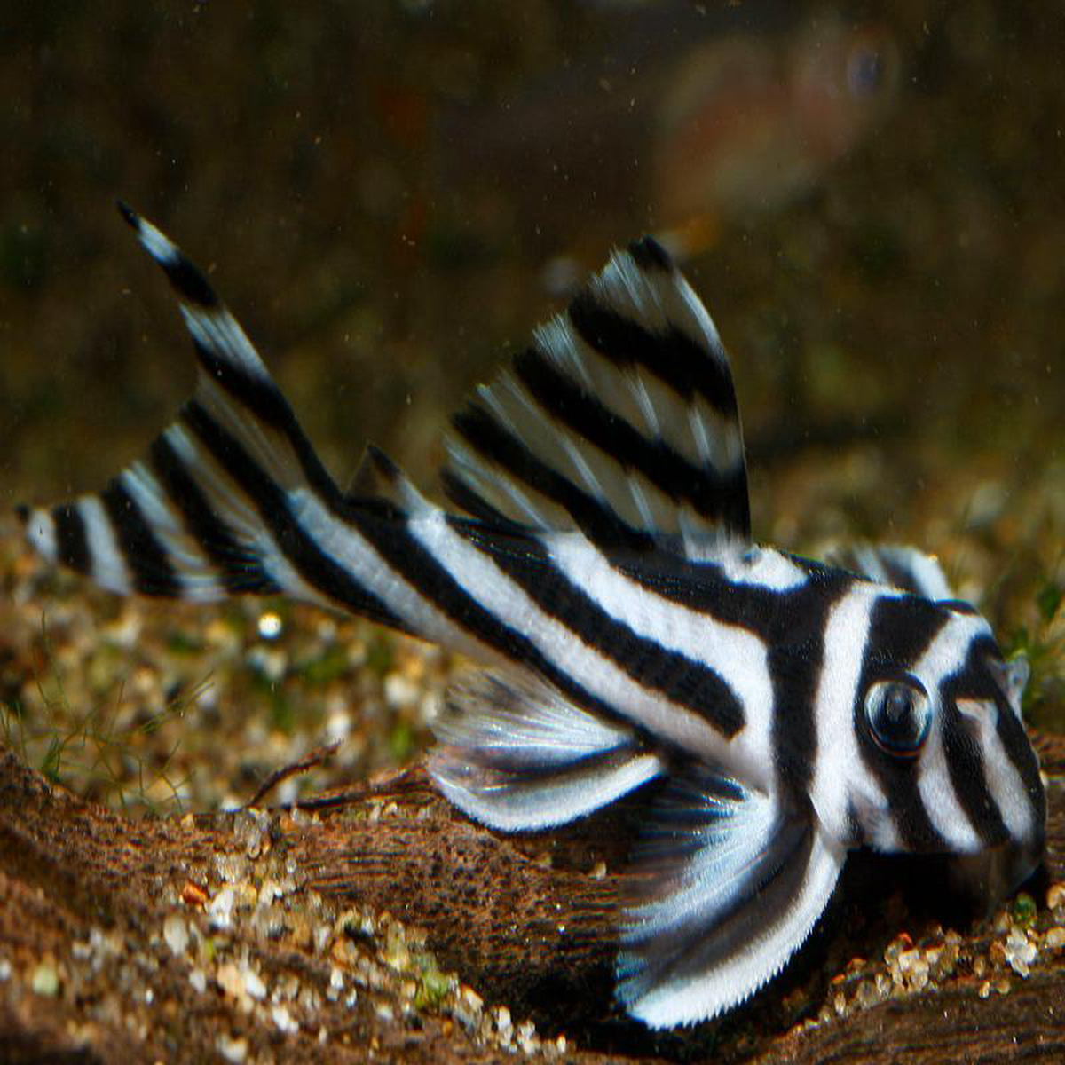 Hypancistrus Sp L046 (Zebra Pleco)