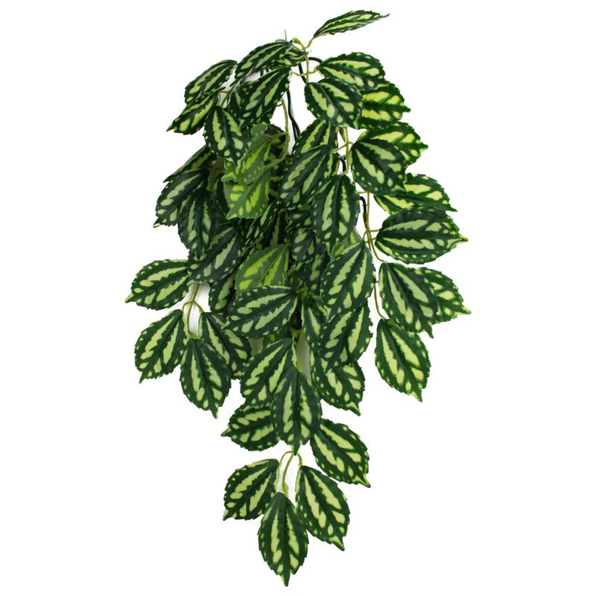 Komodo Climbing Plant Two-Tone Leaf