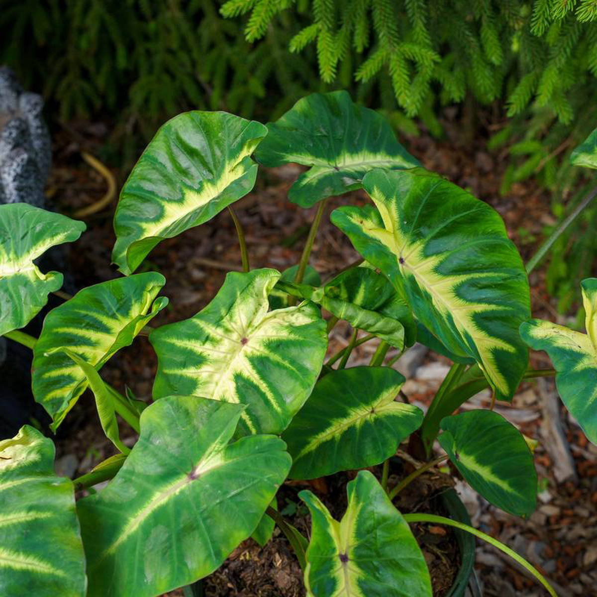 Maui Sunrise Elephant Ear 6 inch Pot