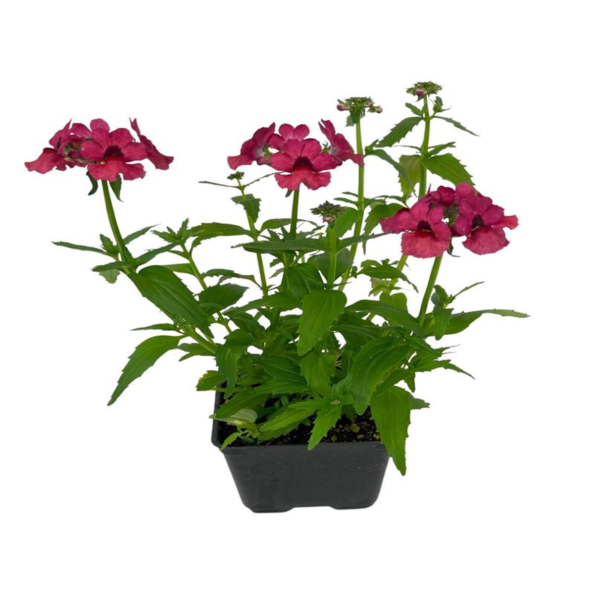 Nemesia nesia 8216Magenta8217 4 Inch