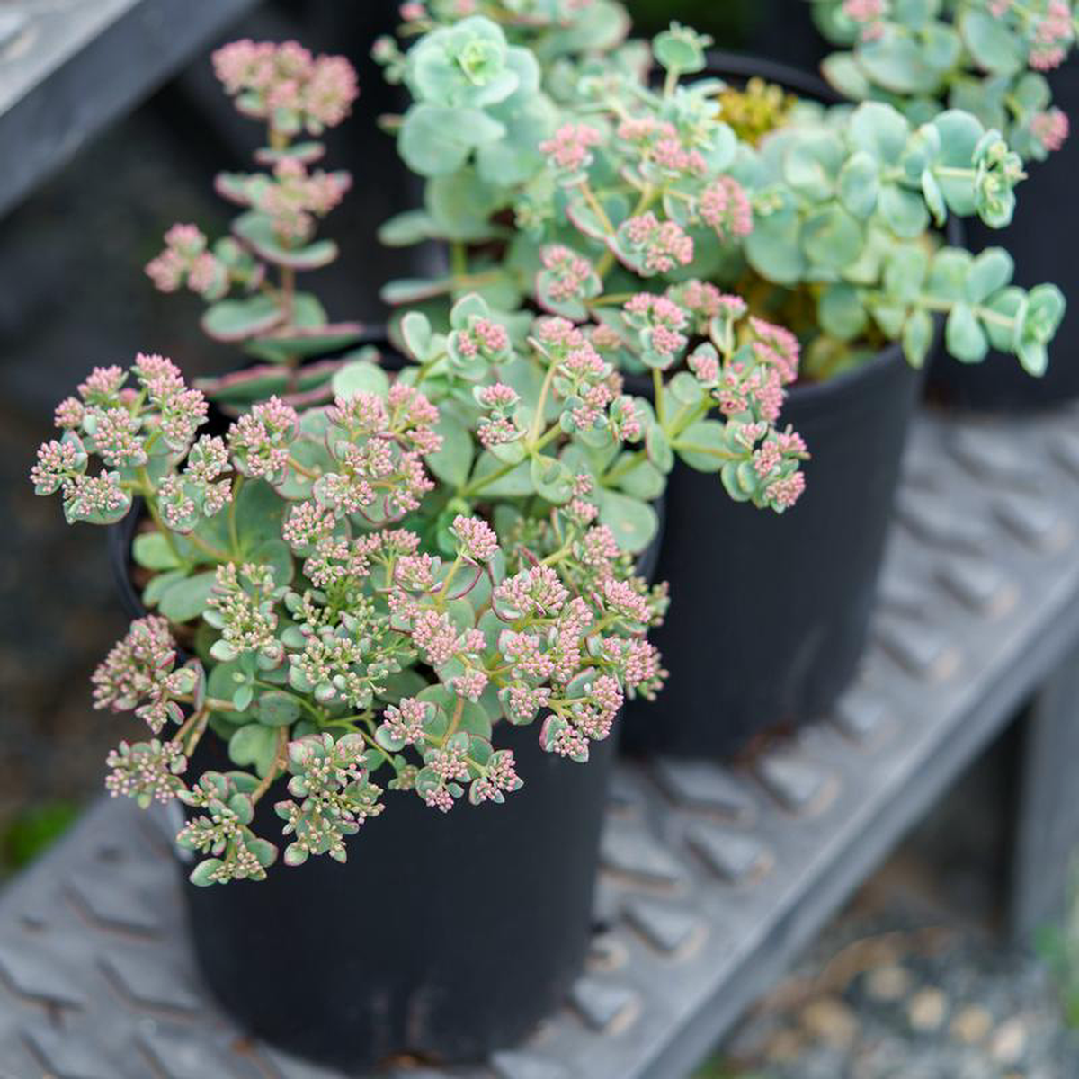 October Daphne Stonecrop Quart