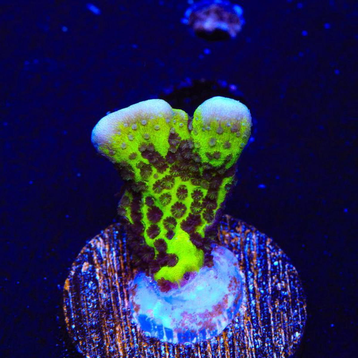 ORA Green Spongodes Montipora Coral