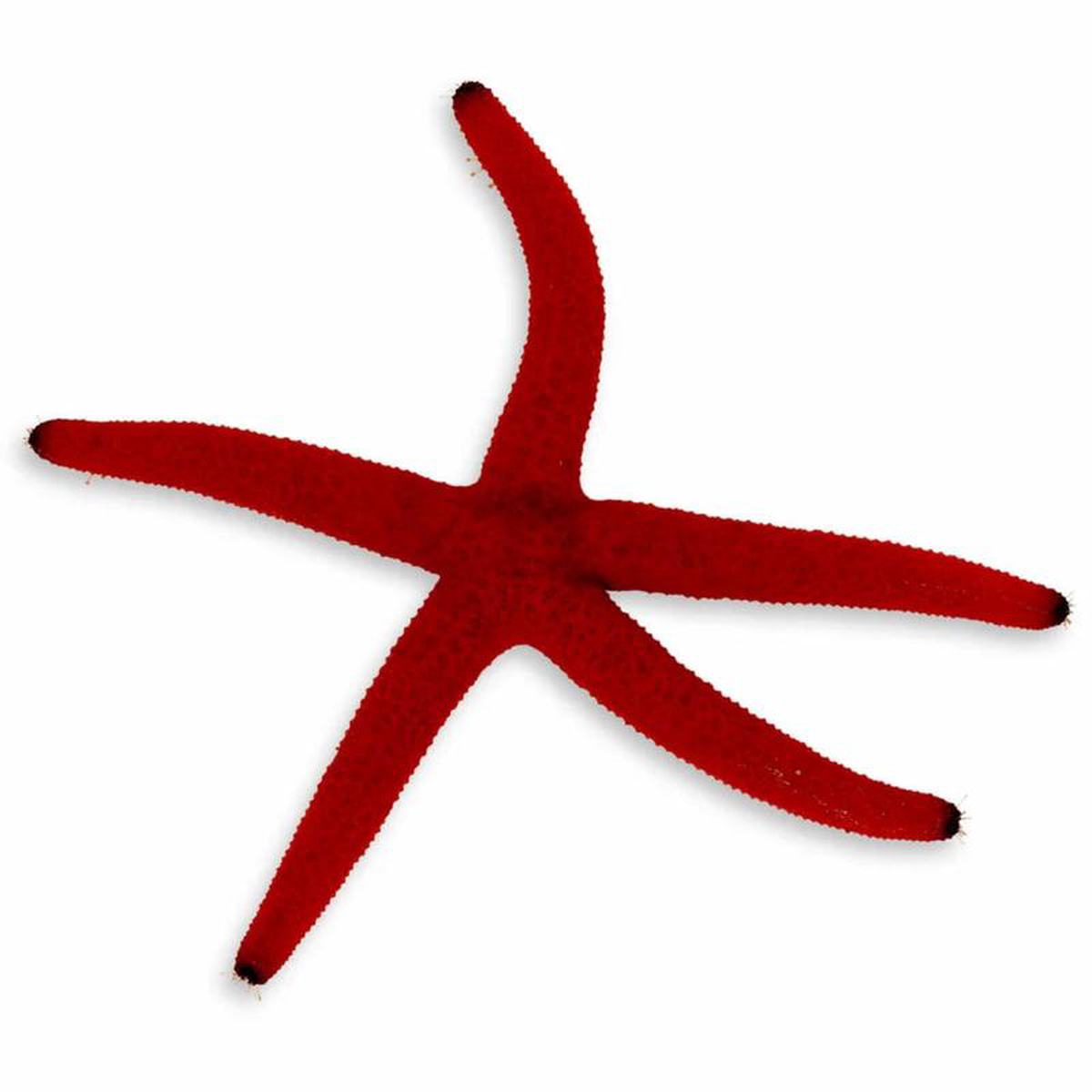 Orange Linckia Starfish 8211 Linckia laevigata