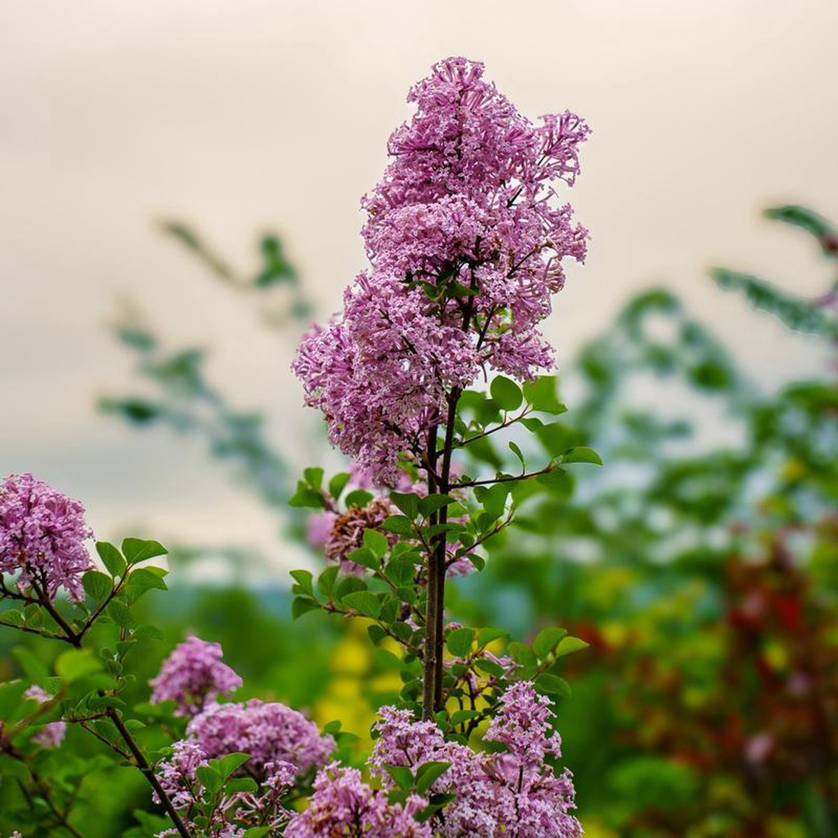 Palibin Meyer Lilac 7 Gallon