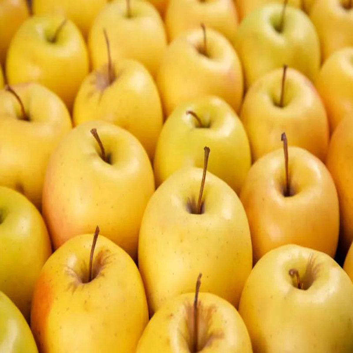 Plant Pommier Braeburn Quenouille racine-nue conventionnel