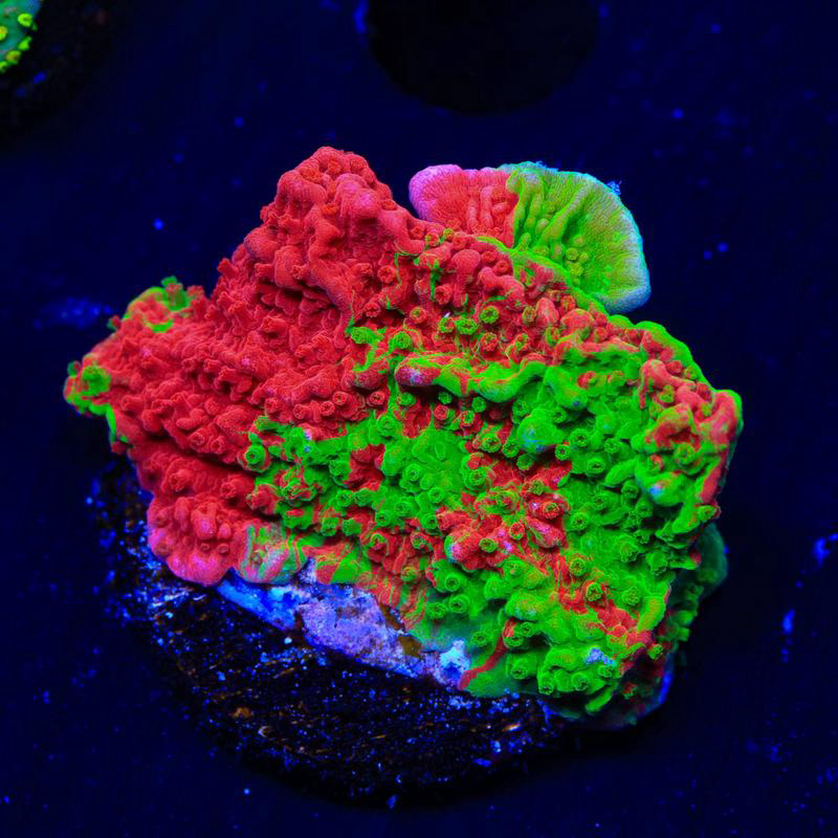 Premium Grafted Montipora Cap Coral