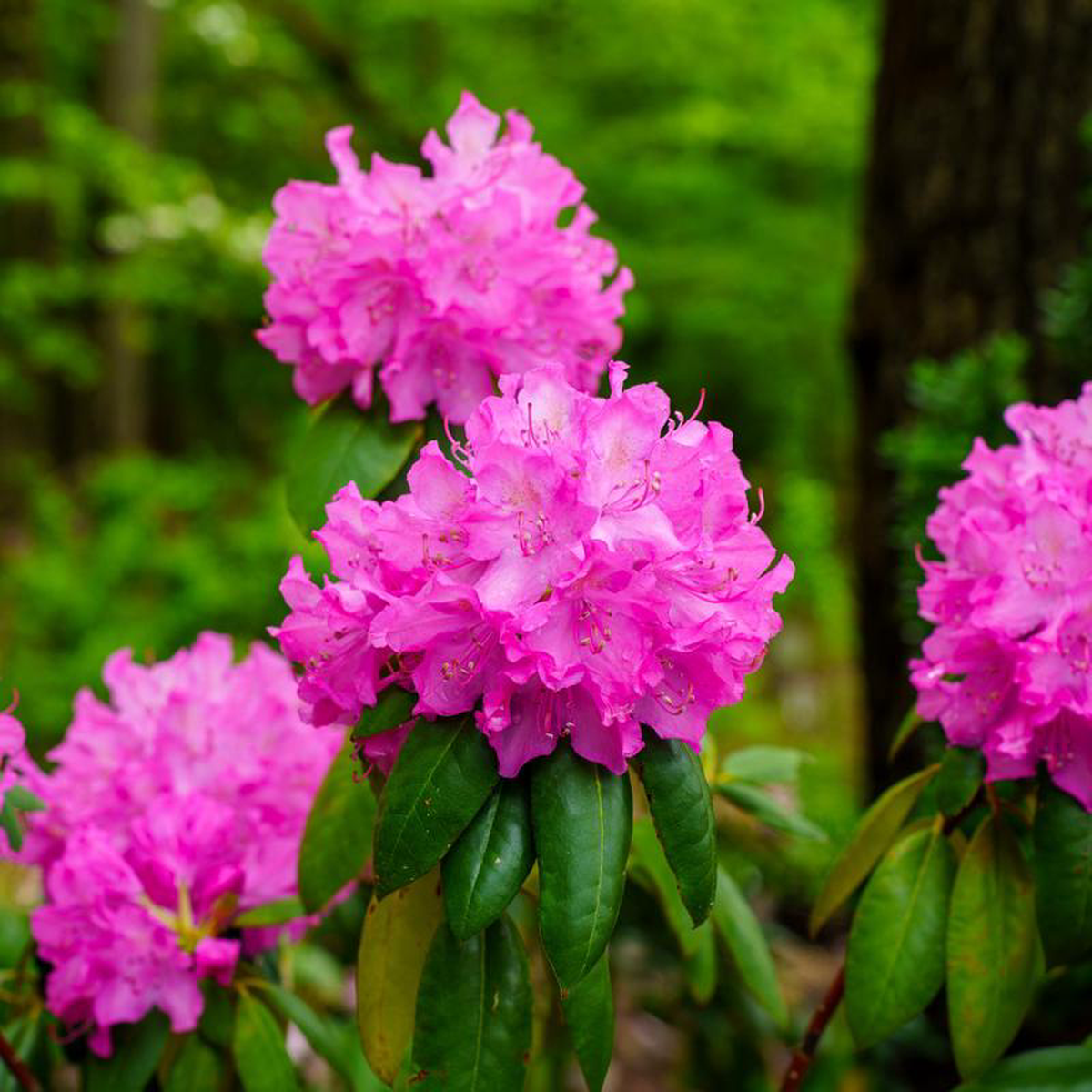 Roseum Elegans Rhododendron 25 foot Container