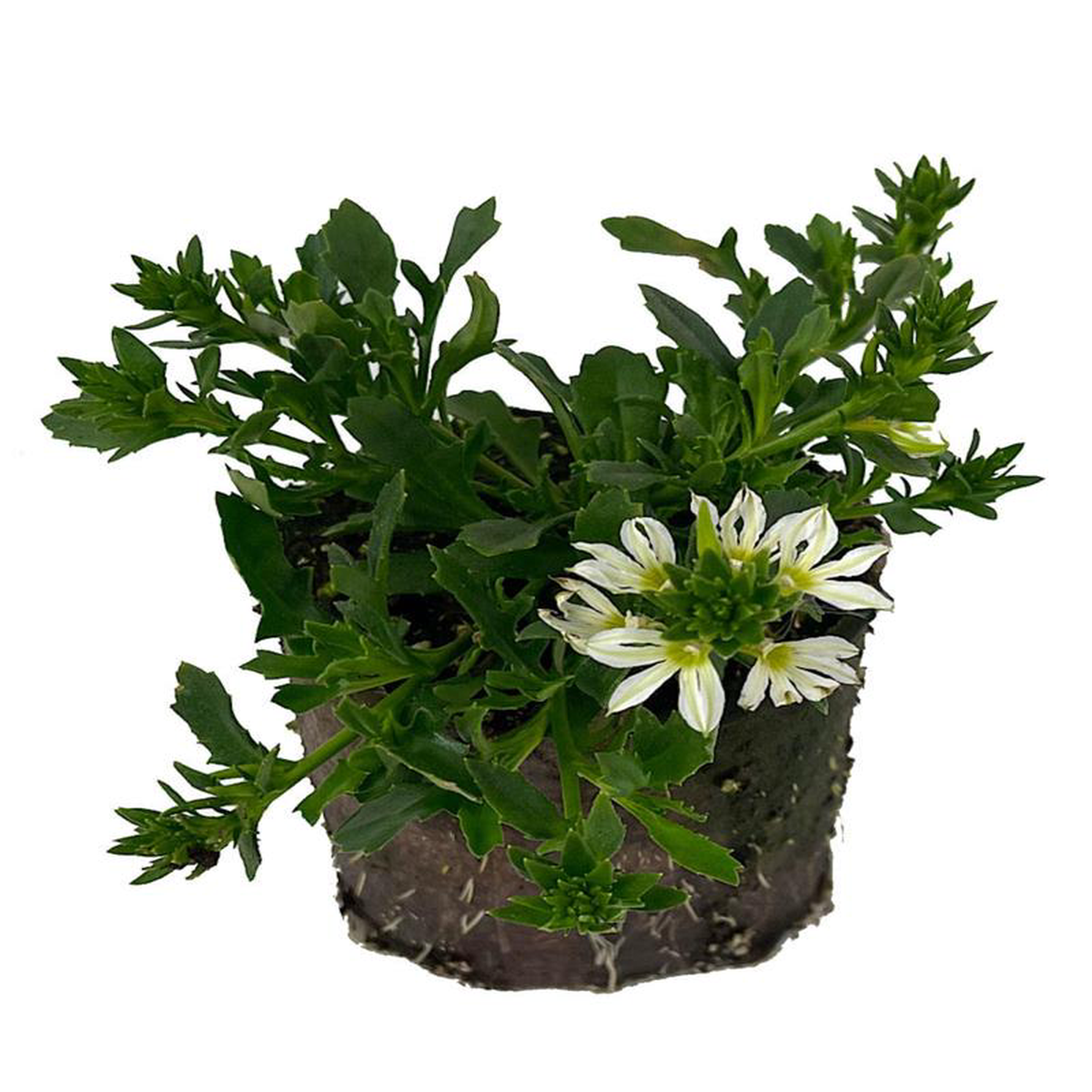 Scaevola 8216Surdiva White Imp8217 6 Inch