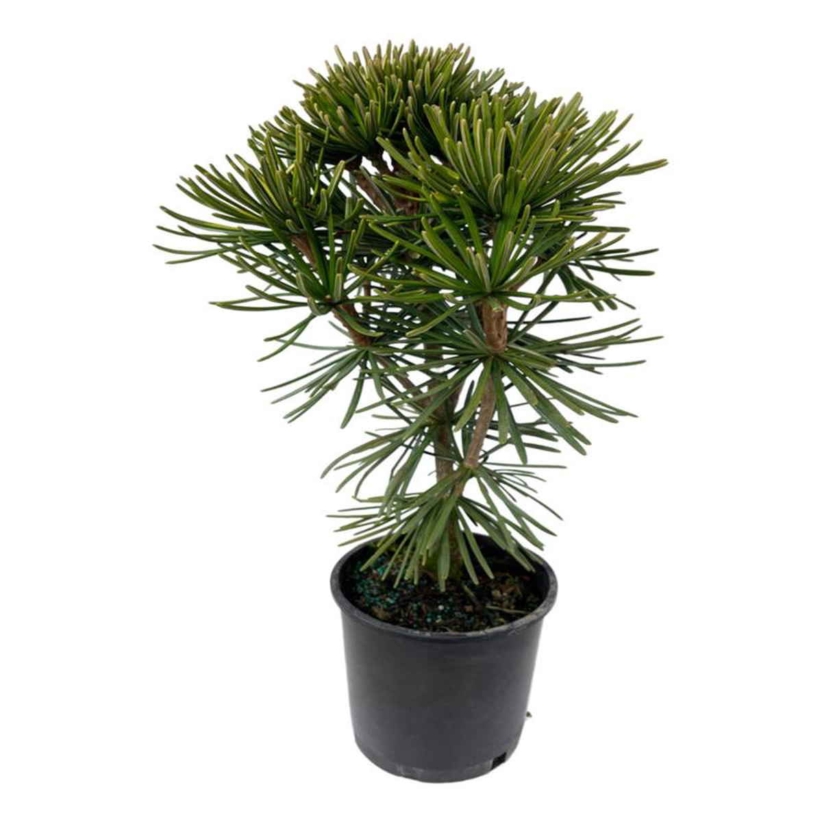 Sciadopitys verticillata 8216Typ Bohlje8217 1 Gallon