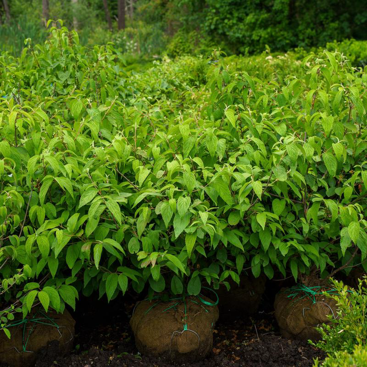 Shasta Doublefile Viburnum 5 foot B038B