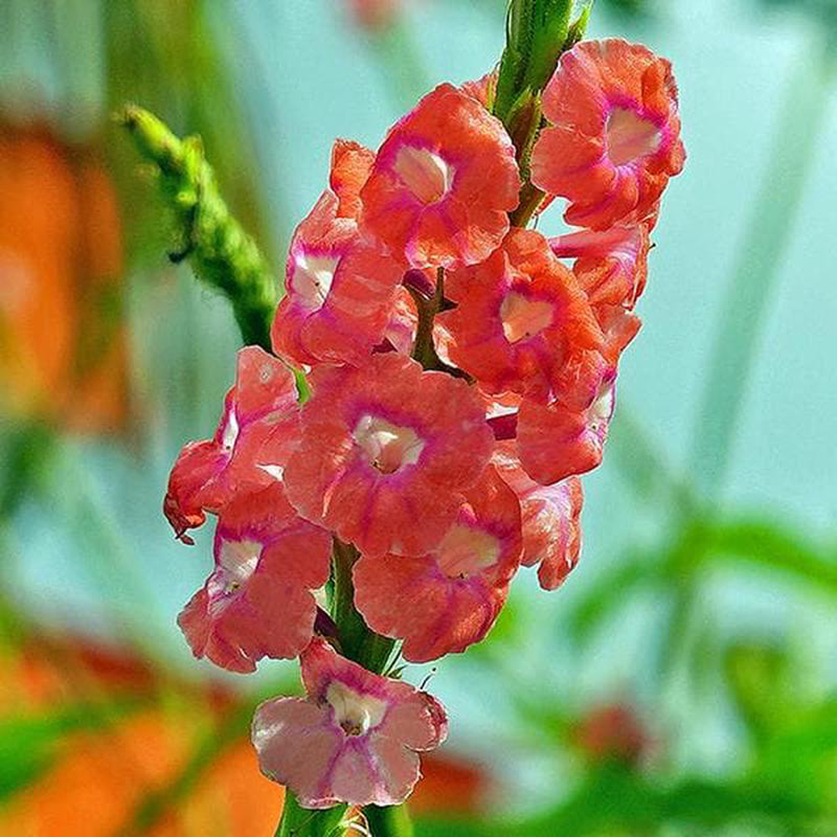 Stachytarpheta ( Pink ) 8211 Plant