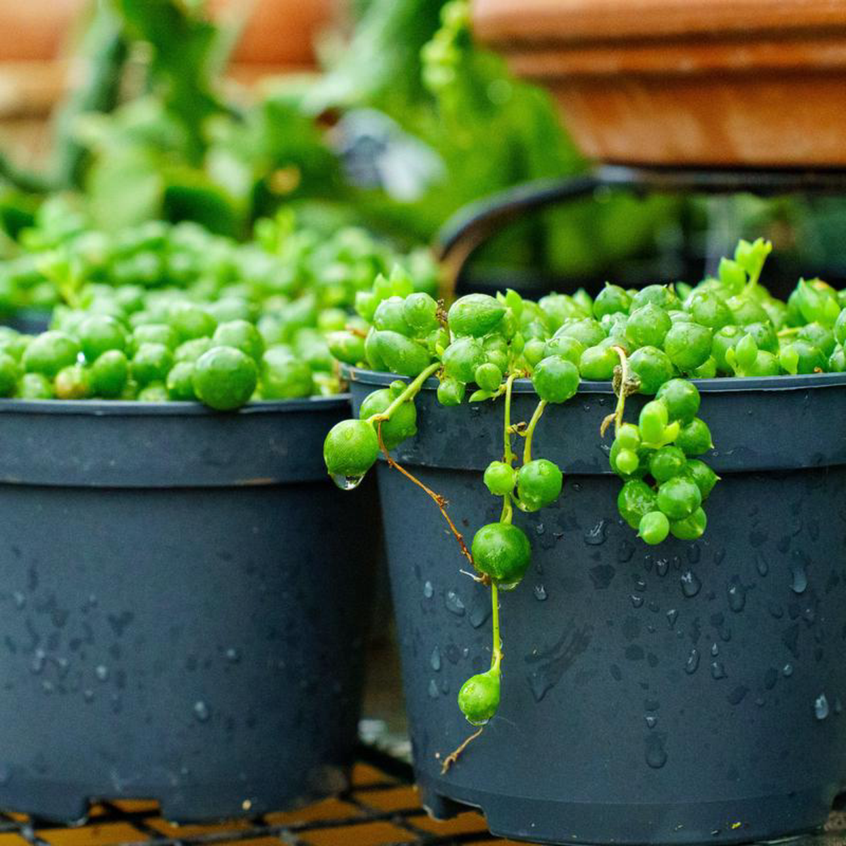 String of Pearls 25 inch Pot