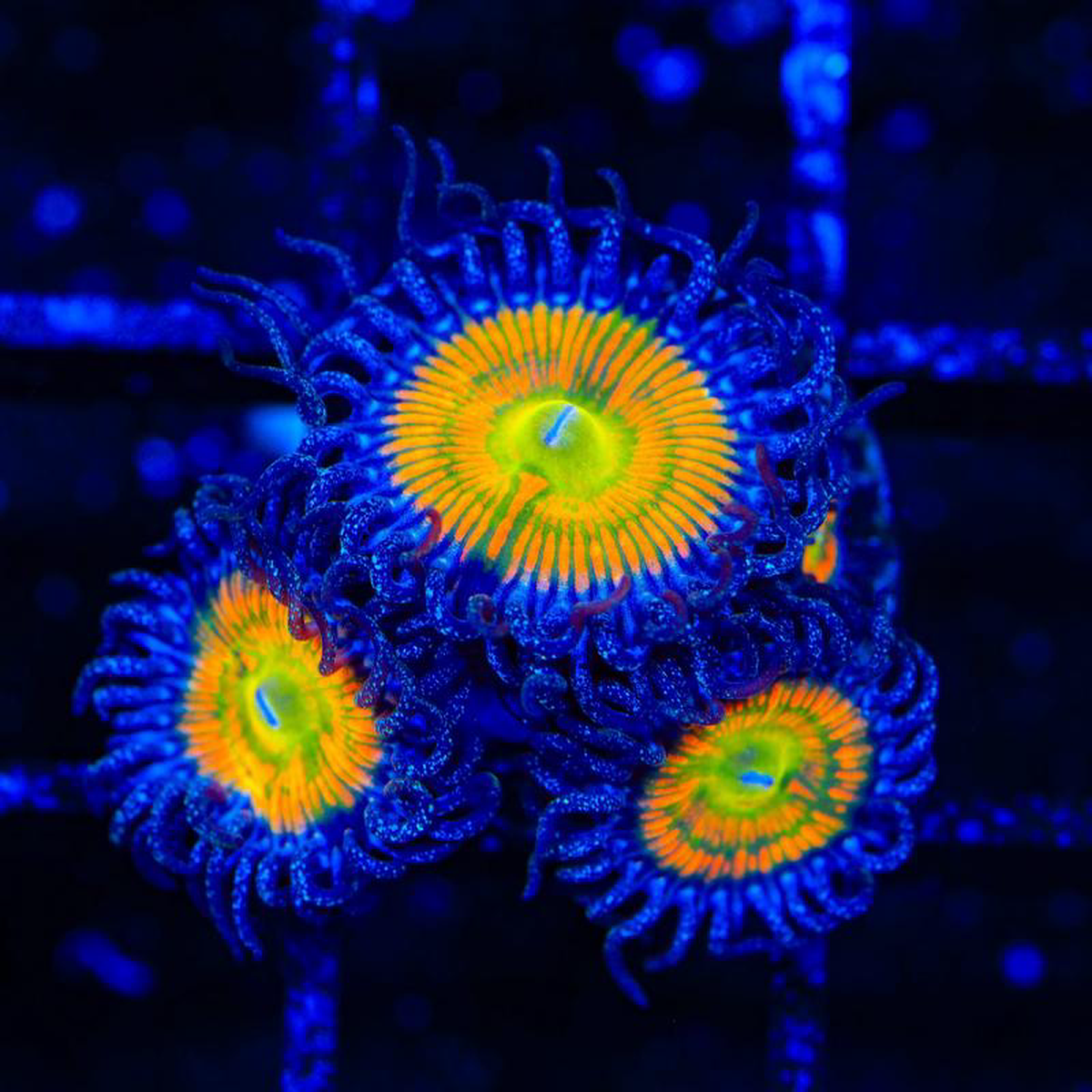 Sunny D Zoanthids Coral