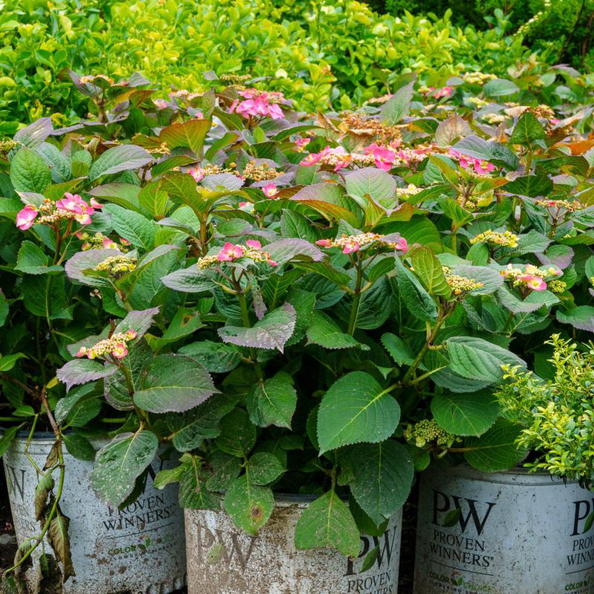 Tuff Stuff Red Mountain Hydrangea 3 Gallon