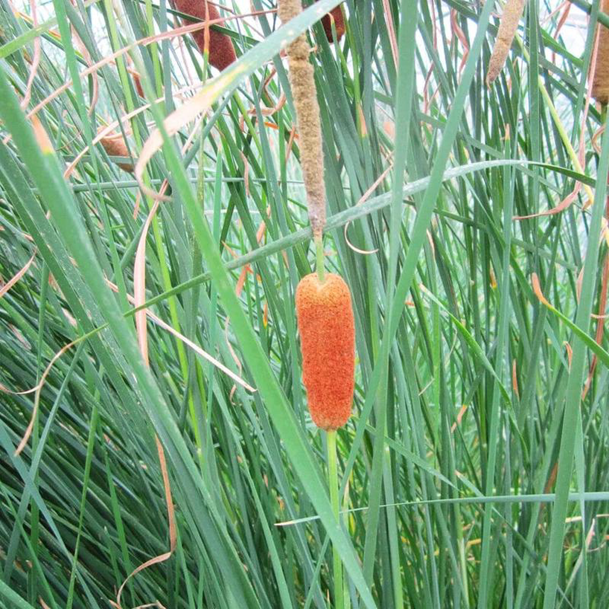 Typha Gracilis Aquatic Pond Plant 8211 Slender Cattail 5ltr Pot Size