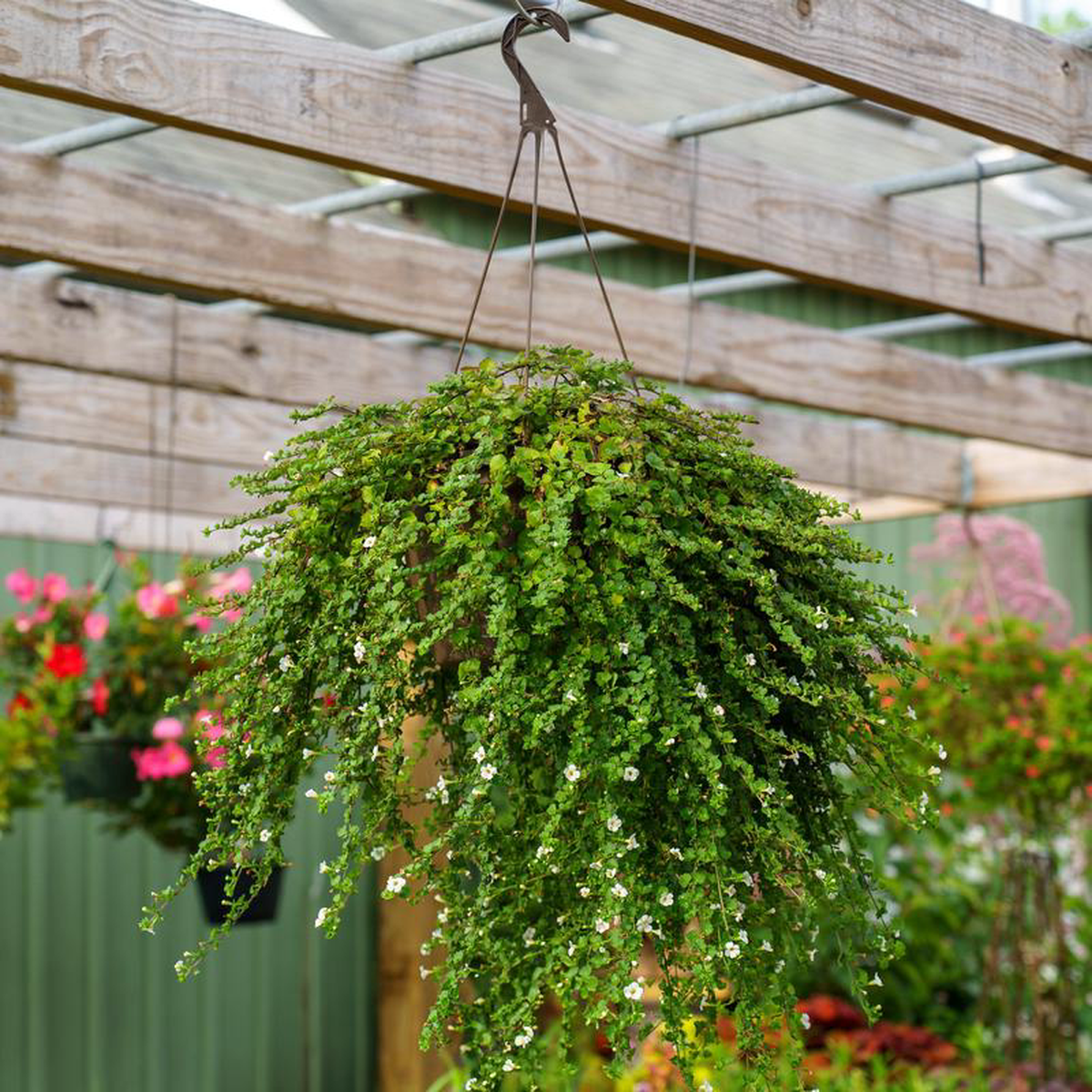 Water Hyssop 5 inch Pot