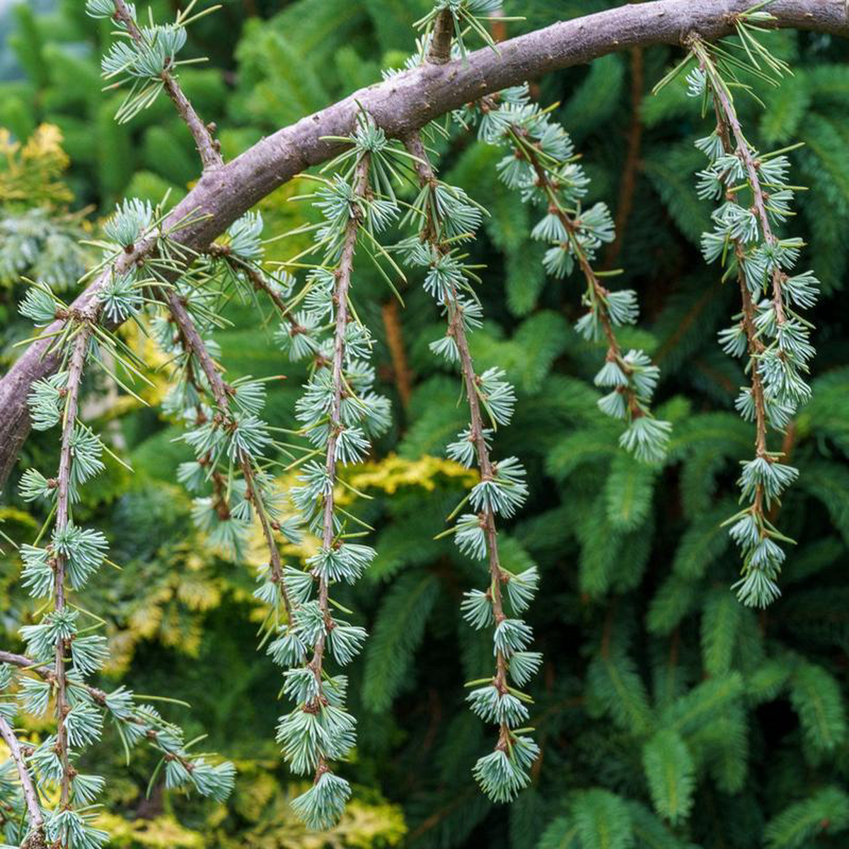 Weeping Serpentine Blue Atlas Cedar 4 foot B038B