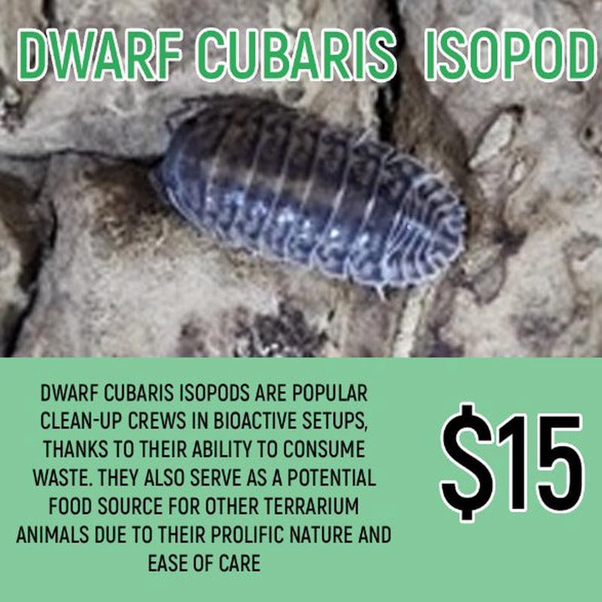 Dwarf Cubaris Isopods (10PC)