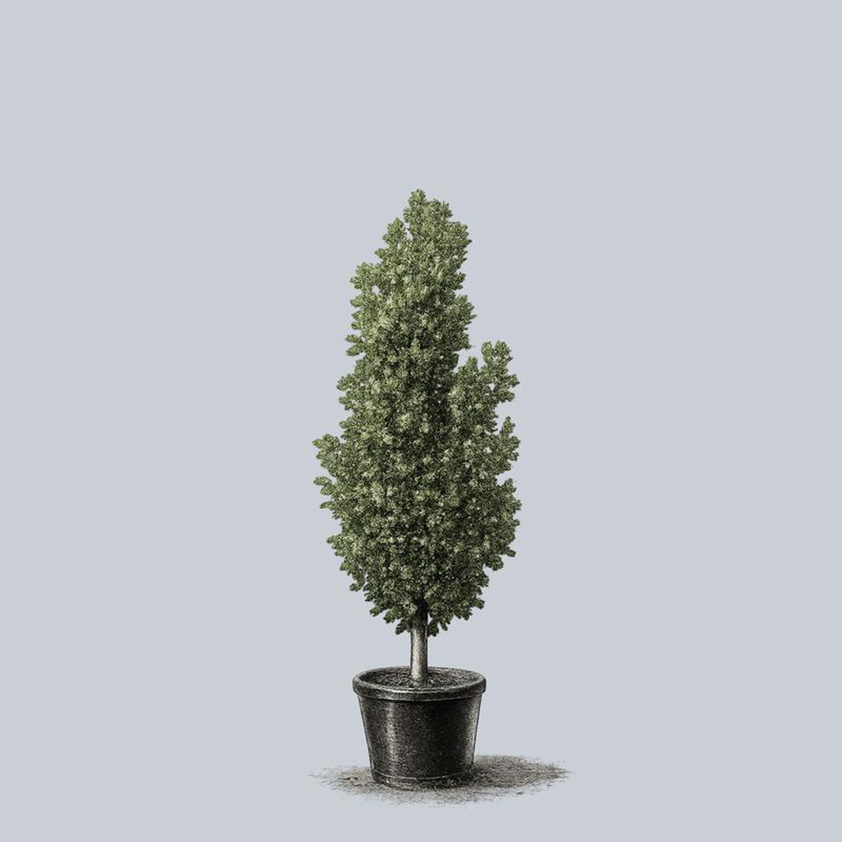 Regal Prince Oak 45 inch B038B