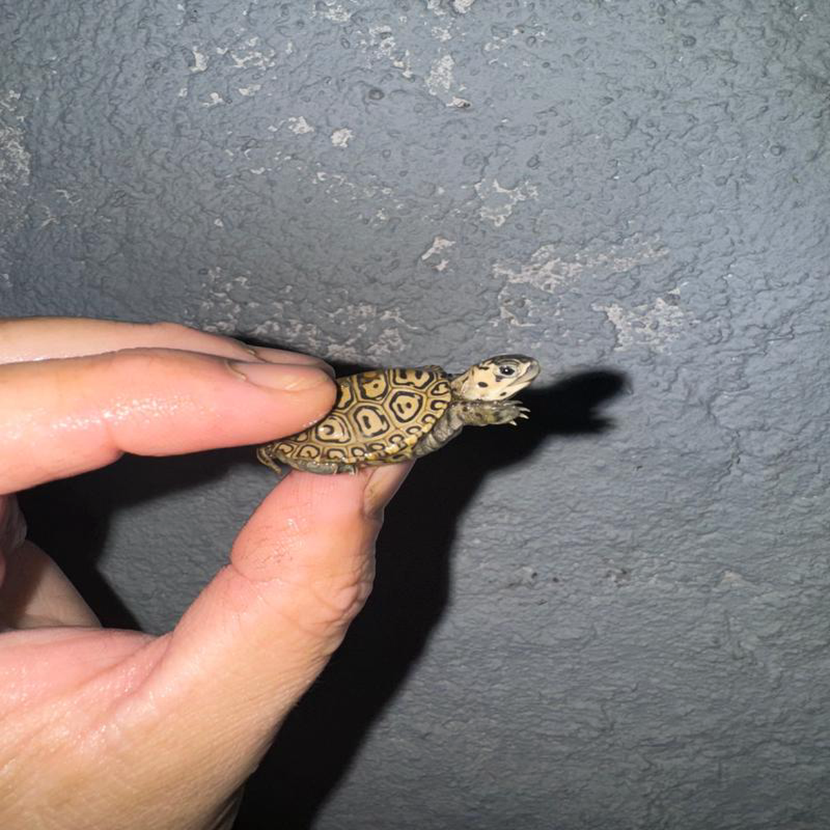 Hi White Concentric Diamondback Terrapin 2024 2 (Malaclemys terrapin) Temp Sexed Male