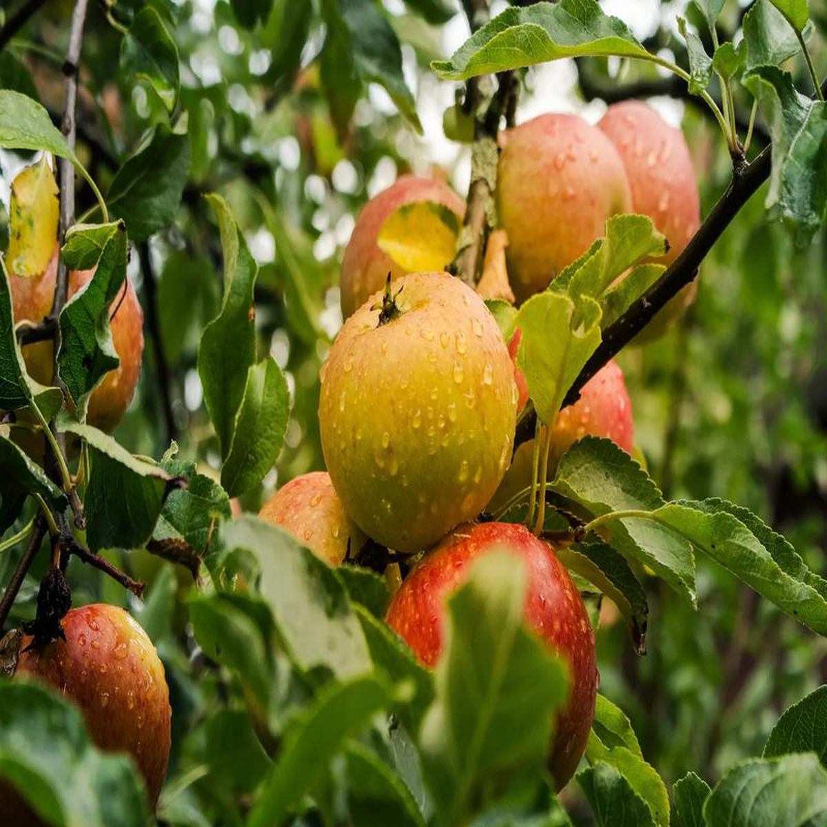 Plant Pommier Claque Ppins Demi-Tige diamtre 6-8 cm racine-nue conventionnel