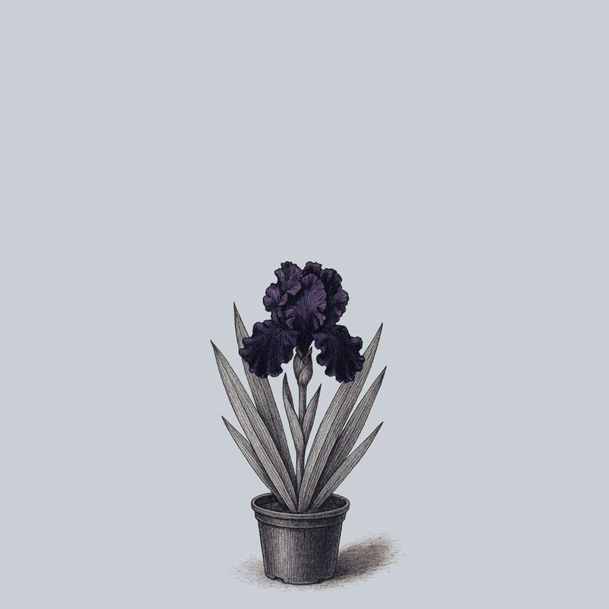 Before The Storm Bearded Iris 1 Gallon