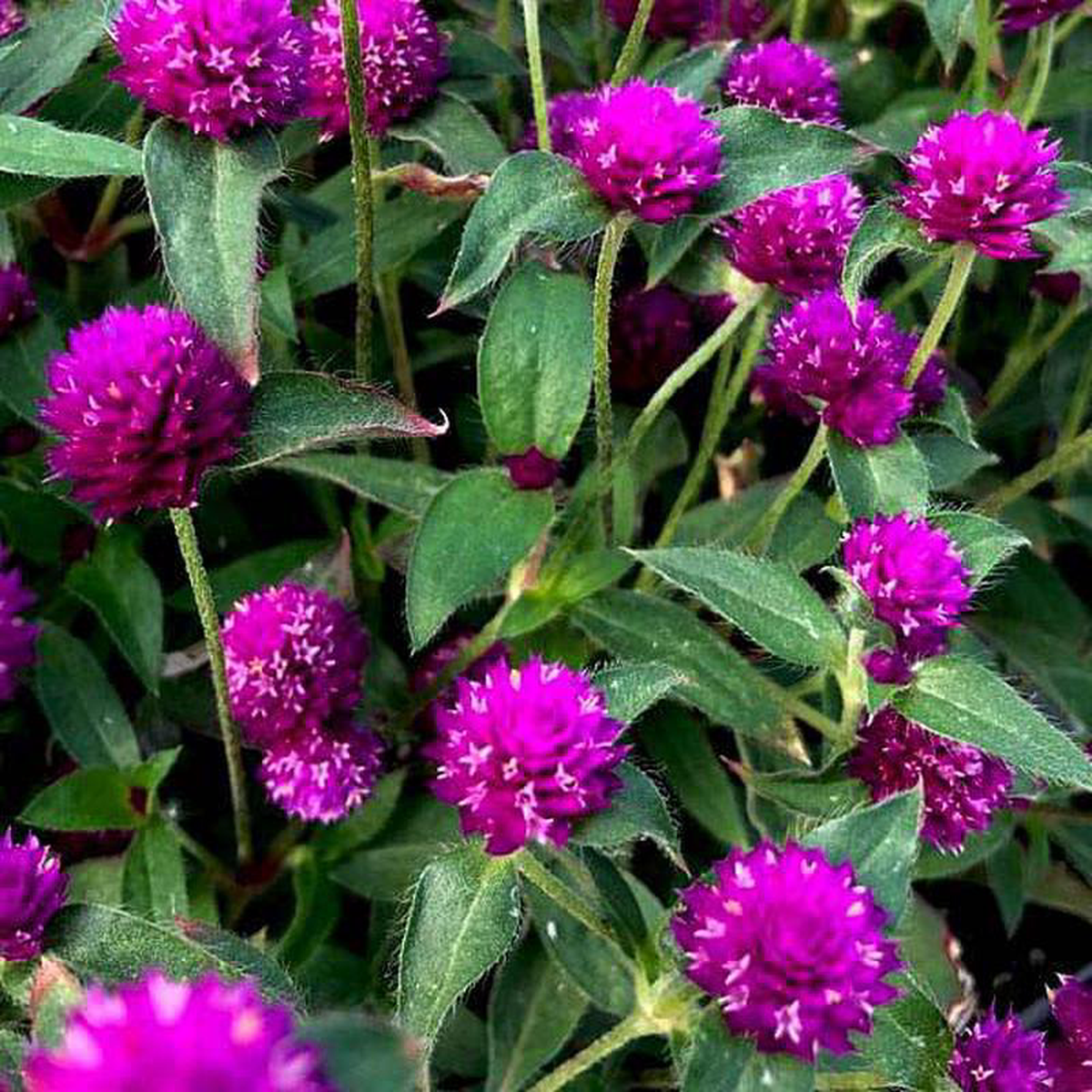 Gomphrena Purple 8211 Desi Flower Seeds