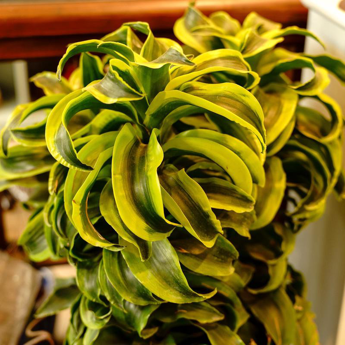 Tornado Dracaena 10 inch Pot
