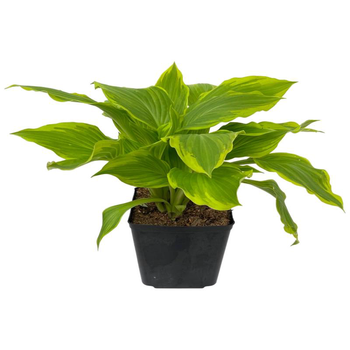 Hosta 8216Bridgeville8217 1 Gallon
