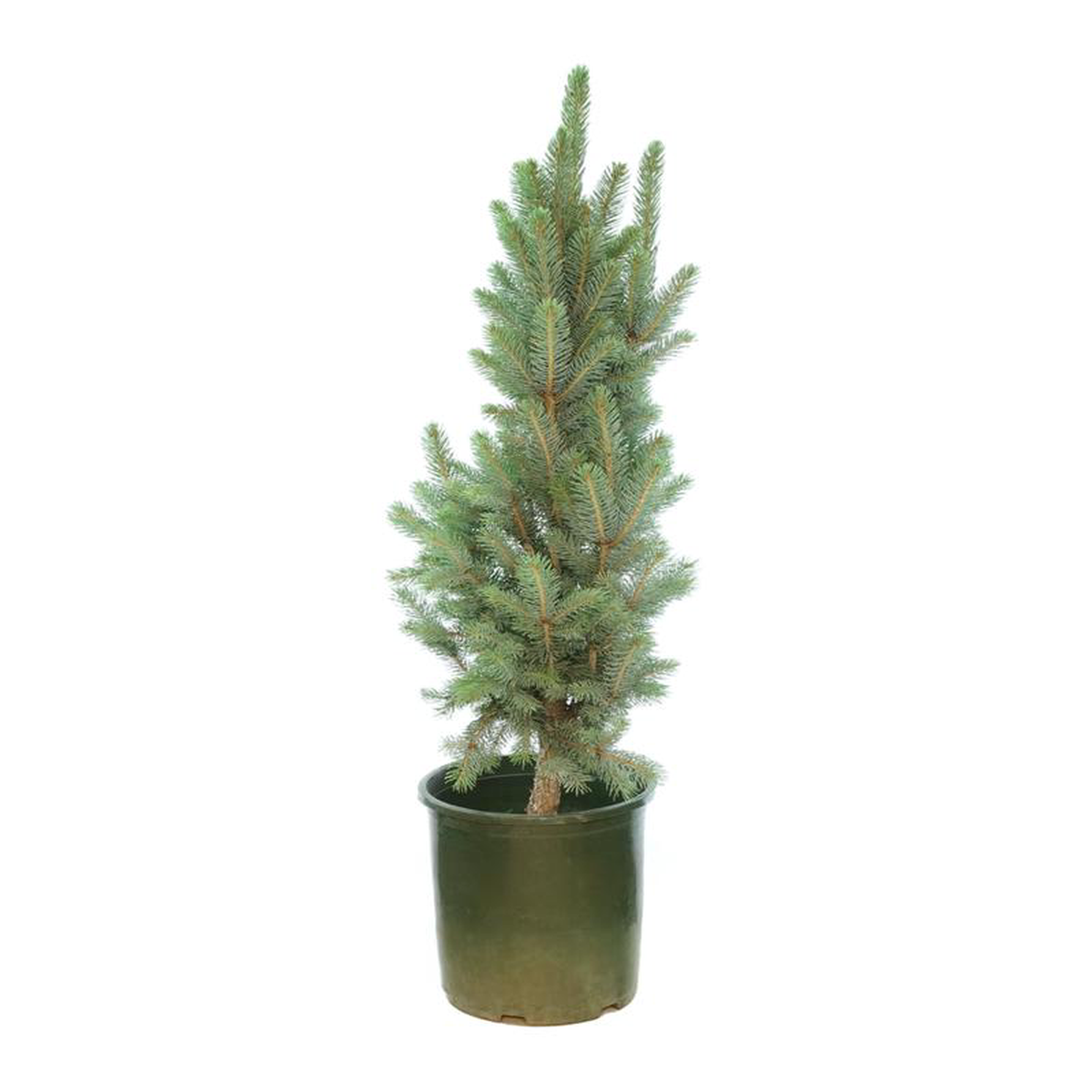 Picea pungens 8216Iseli Fastigiate8217 5 Gallon