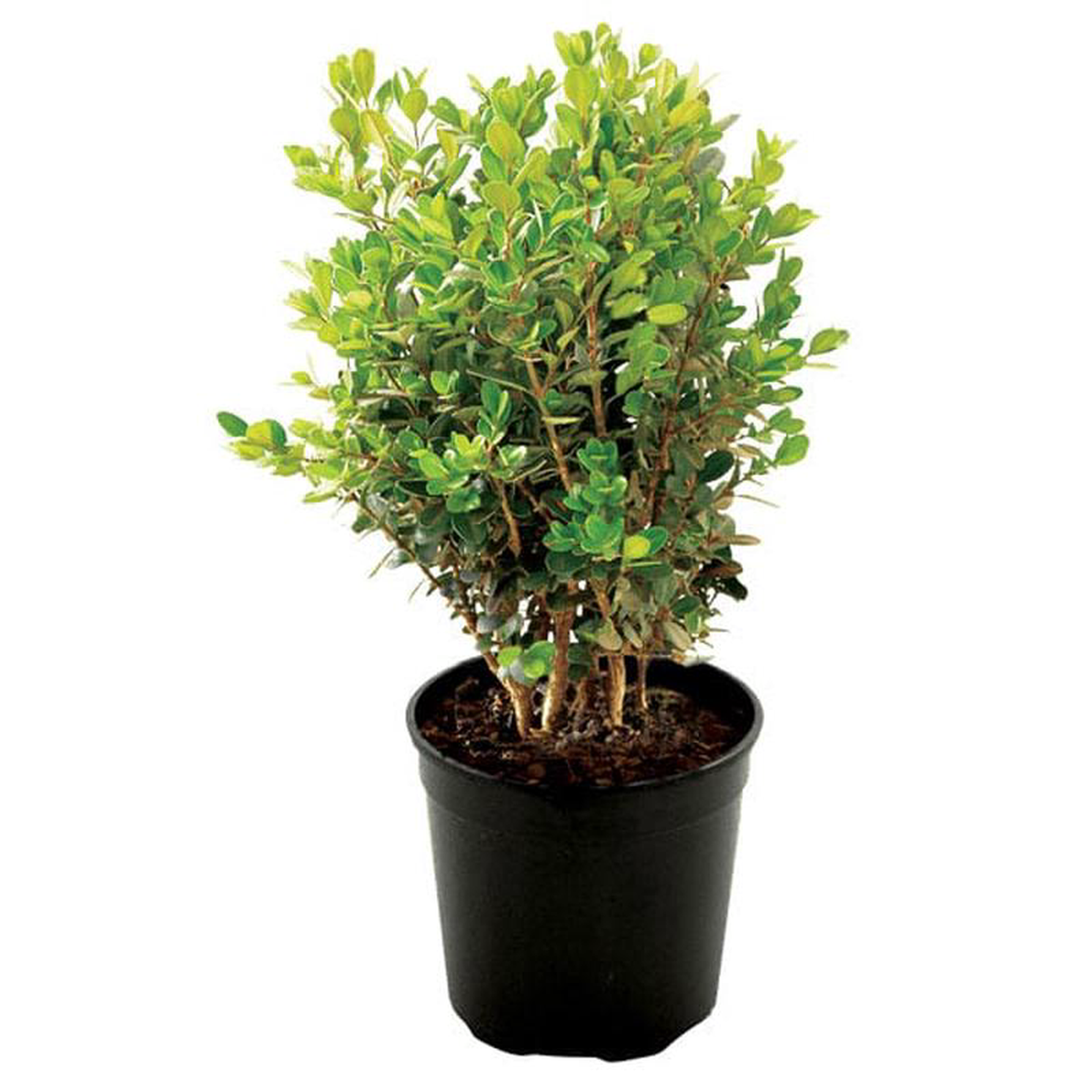 Buxus Microphylla Faulkner Clt 5