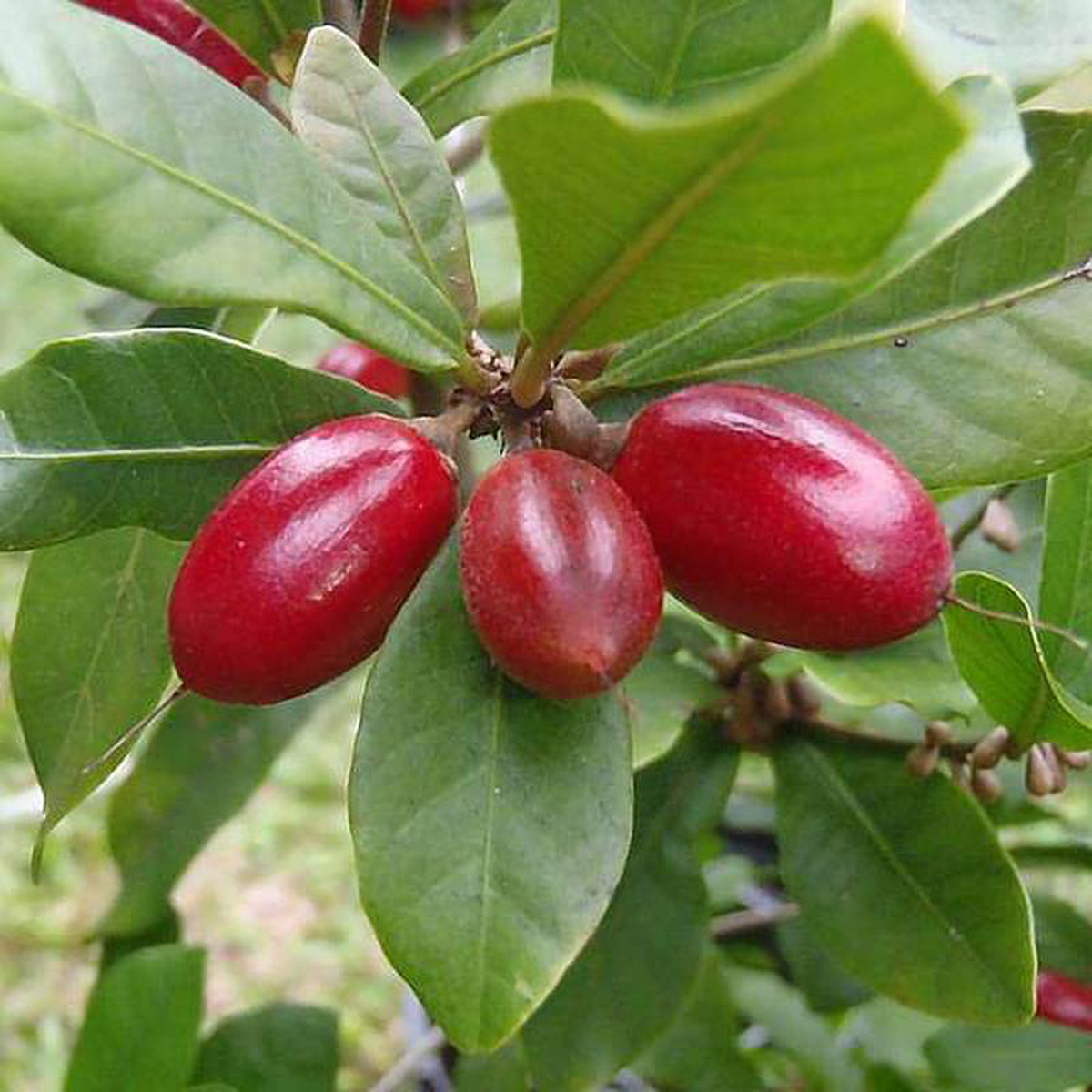 Miracle Fruit Synsepalum dulcificum 8211 Plant