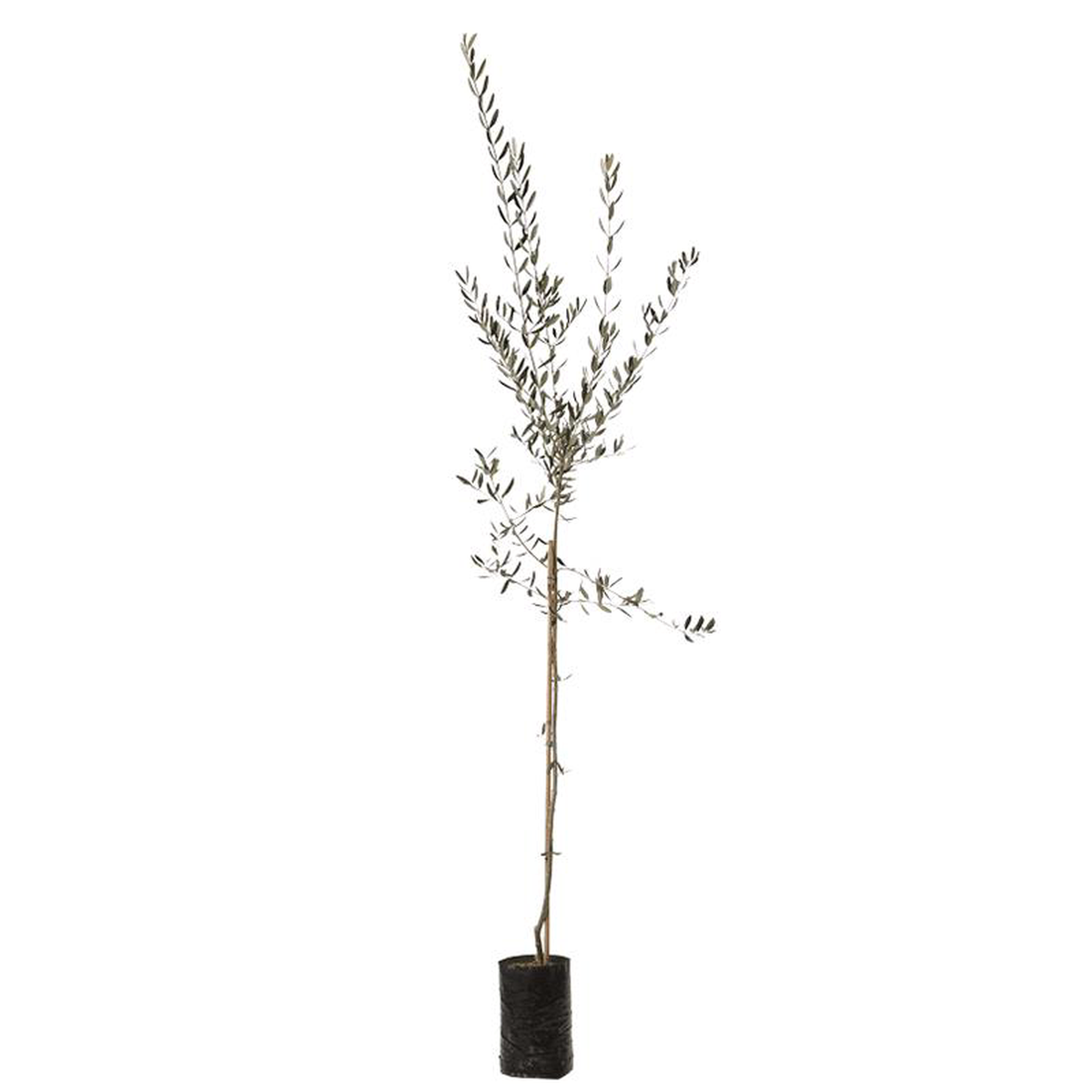 Olive Tree Uovo Di Piccione in Pot
