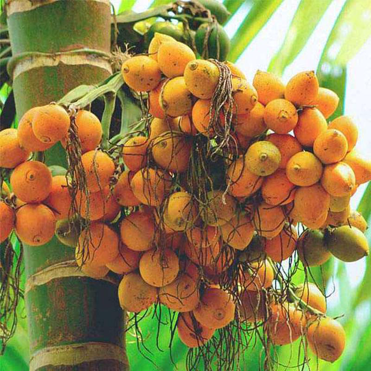 Areca Palm 8211 05 kg Seeds