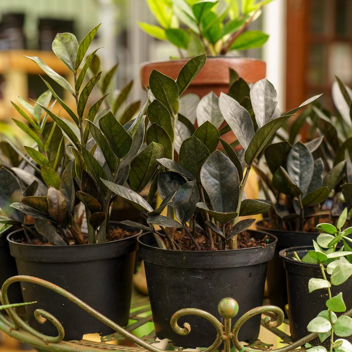 Black ZZ Plant 45 inch Pot